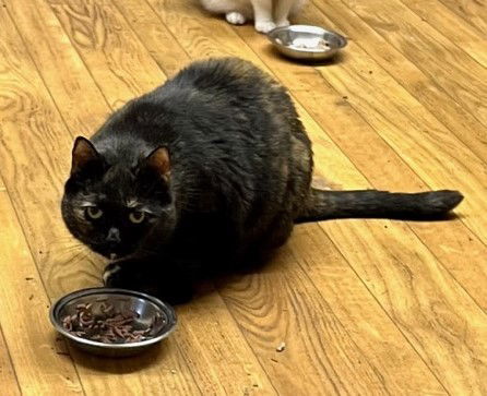 Lilly - Barn Cat