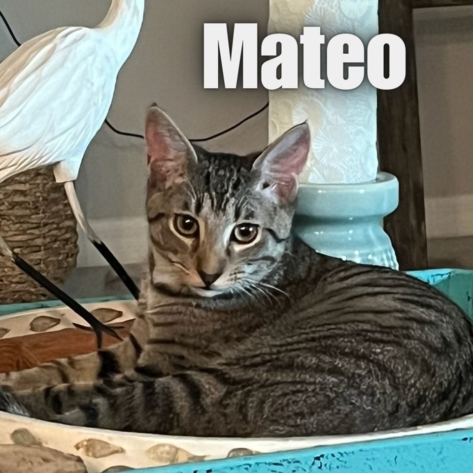 Mateo *Great with Dogs, Cats & Kids*