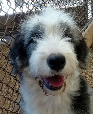 New england old hot sale english sheepdog rescue