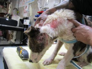 Nike.,,, Adult Female Labrador Retriever
