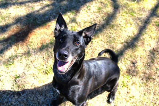 Chichi, an adoptable Belgian Shepherd / Malinois, German Shepherd Dog in Rocky Point, NC, 28457 | Photo Image 1