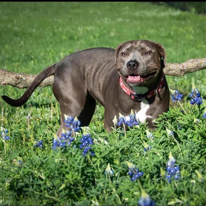 Raven cheap blue pits