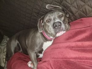 Nala, Adult Female Pit Bull Terrier