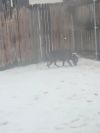 Nala photo 3