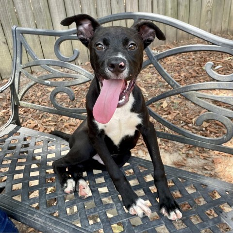 Bodelicious, an adoptable Retriever in Livingston, TX, 77351 | Photo Image 1