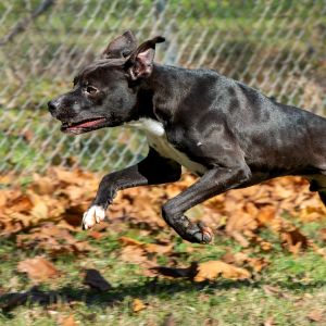 Bodelicious, Adult Male Retriever
