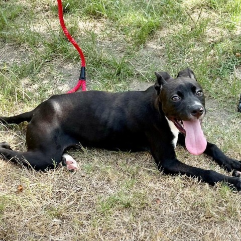 Bodelicious, an adoptable Retriever in Livingston, TX, 77351 | Photo Image 3