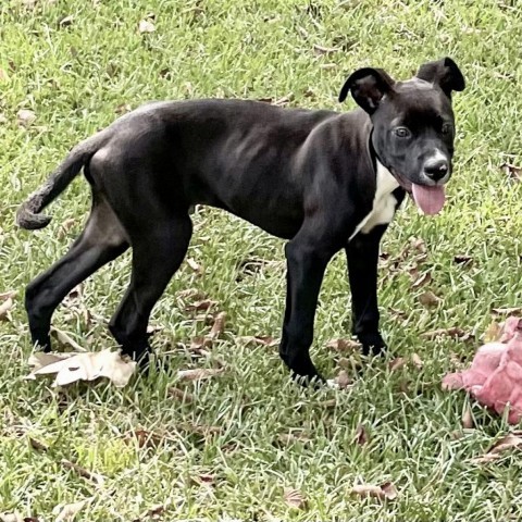 Bodelicious, an adoptable Retriever in Livingston, TX, 77351 | Photo Image 4