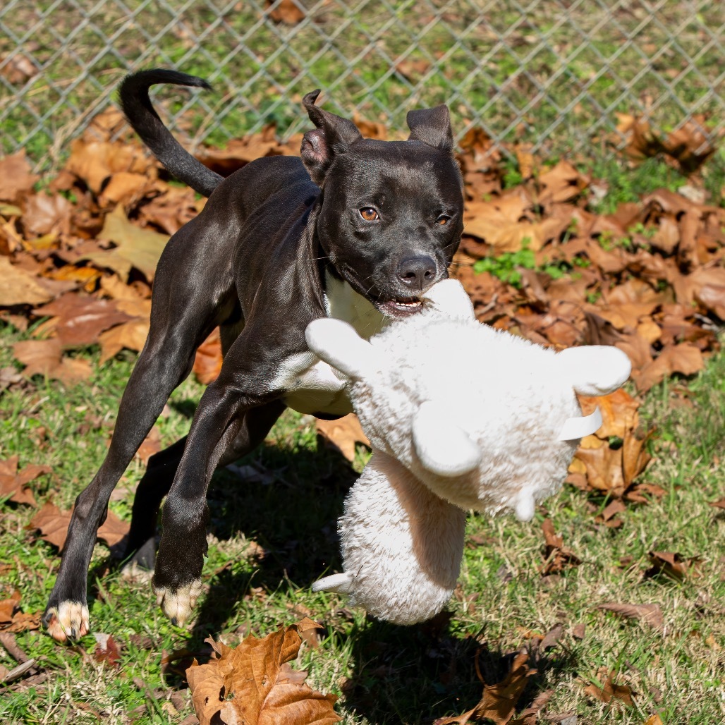 Bodelicious, an adoptable Retriever in Livingston, TX, 77351 | Photo Image 4
