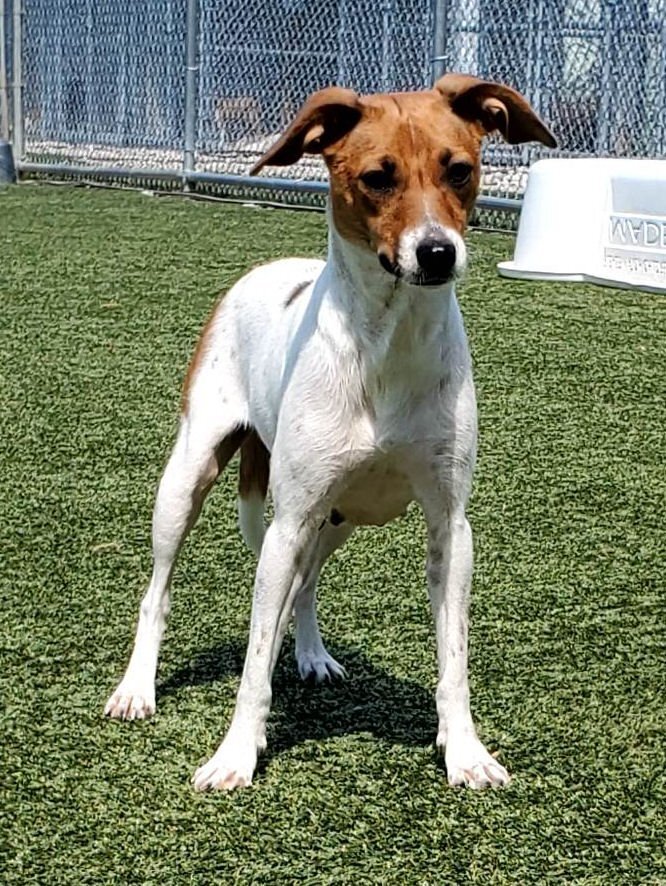 Jack hot sale russell petfinder