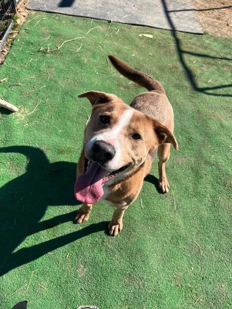 H341, an adoptable Terrier in Mullins, SC, 29574 | Photo Image 1