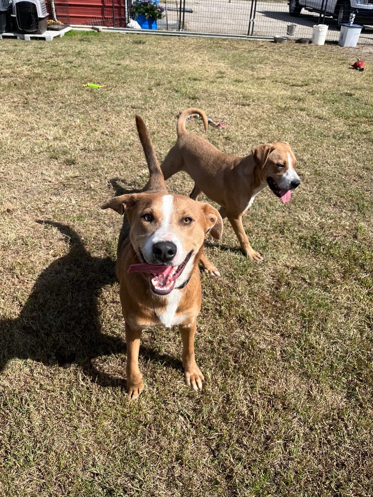 H341, an adoptable Terrier in Mullins, SC, 29574 | Photo Image 3