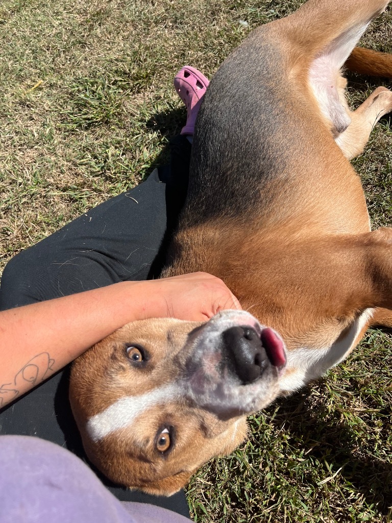 H341, an adoptable Terrier in Mullins, SC, 29574 | Photo Image 4