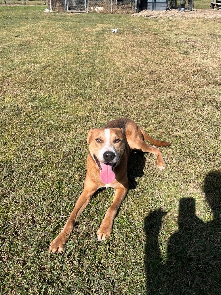 H341, an adoptable Terrier in Mullins, SC, 29574 | Photo Image 5