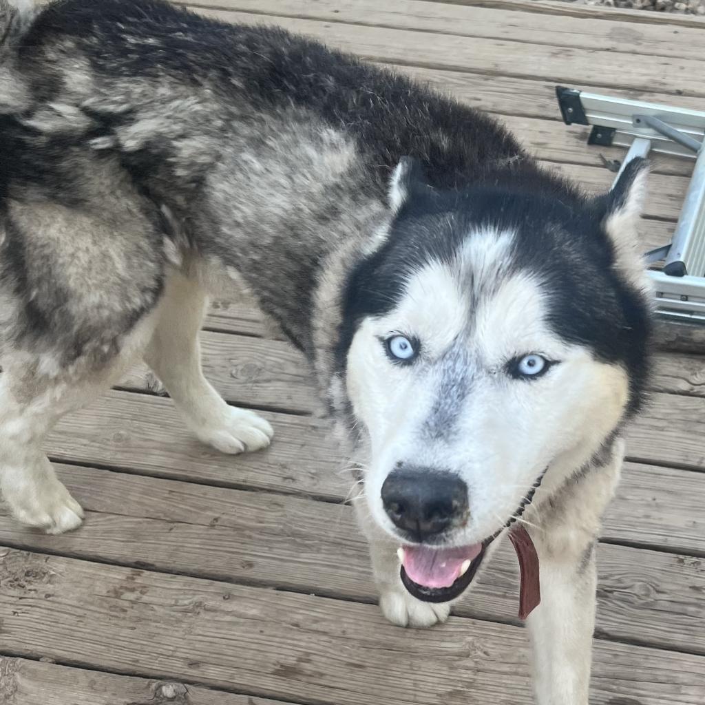 Goober, an adoptable Husky in Eufaula, OK, 74432 | Photo Image 1