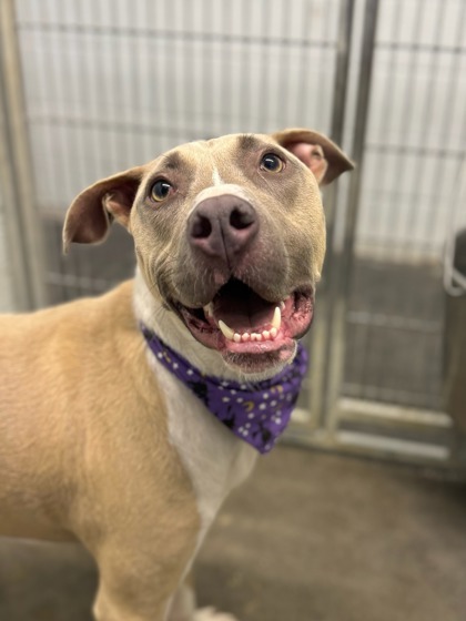 Cosmos, an adoptable Pit Bull Terrier, Mixed Breed in Moses Lake, WA, 98837 | Photo Image 1