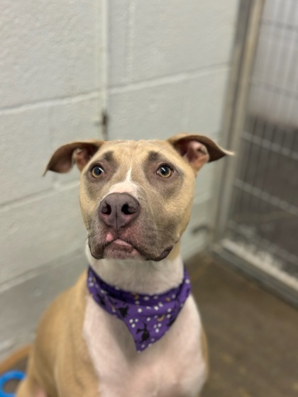 Cosmos, an adoptable Pit Bull Terrier, Mixed Breed in Moses Lake, WA, 98837 | Photo Image 2