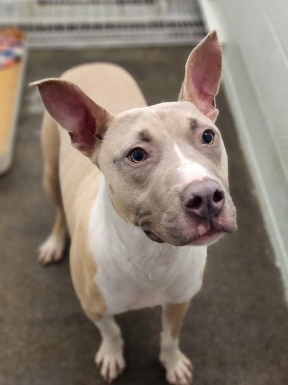 Cosmos, an adoptable Pit Bull Terrier, Mixed Breed in Moses Lake, WA, 98837 | Photo Image 3