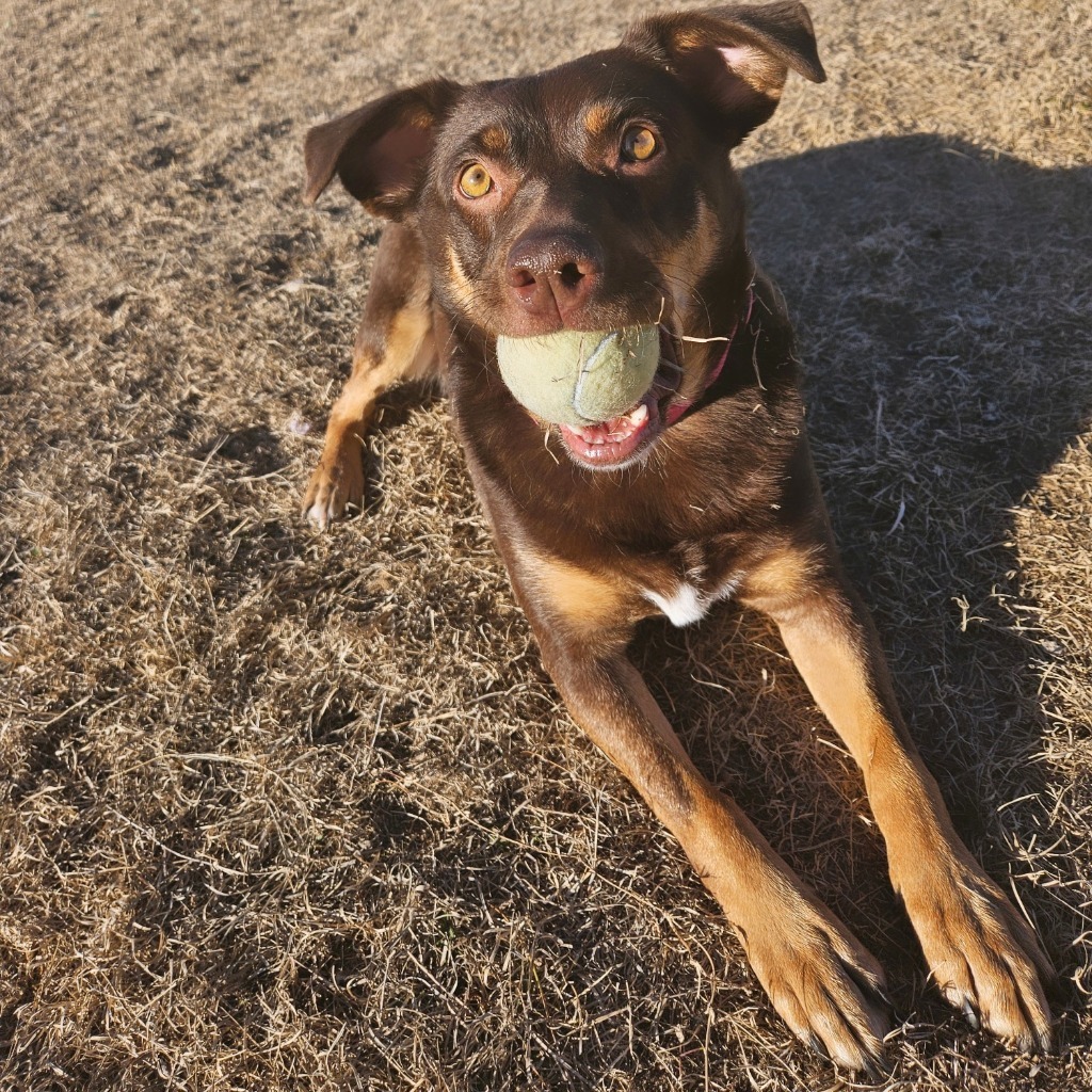 Maggie, an adoptable Australian Shepherd, Australian Cattle Dog / Blue Heeler in Pratt, KS, 67124 | Photo Image 1