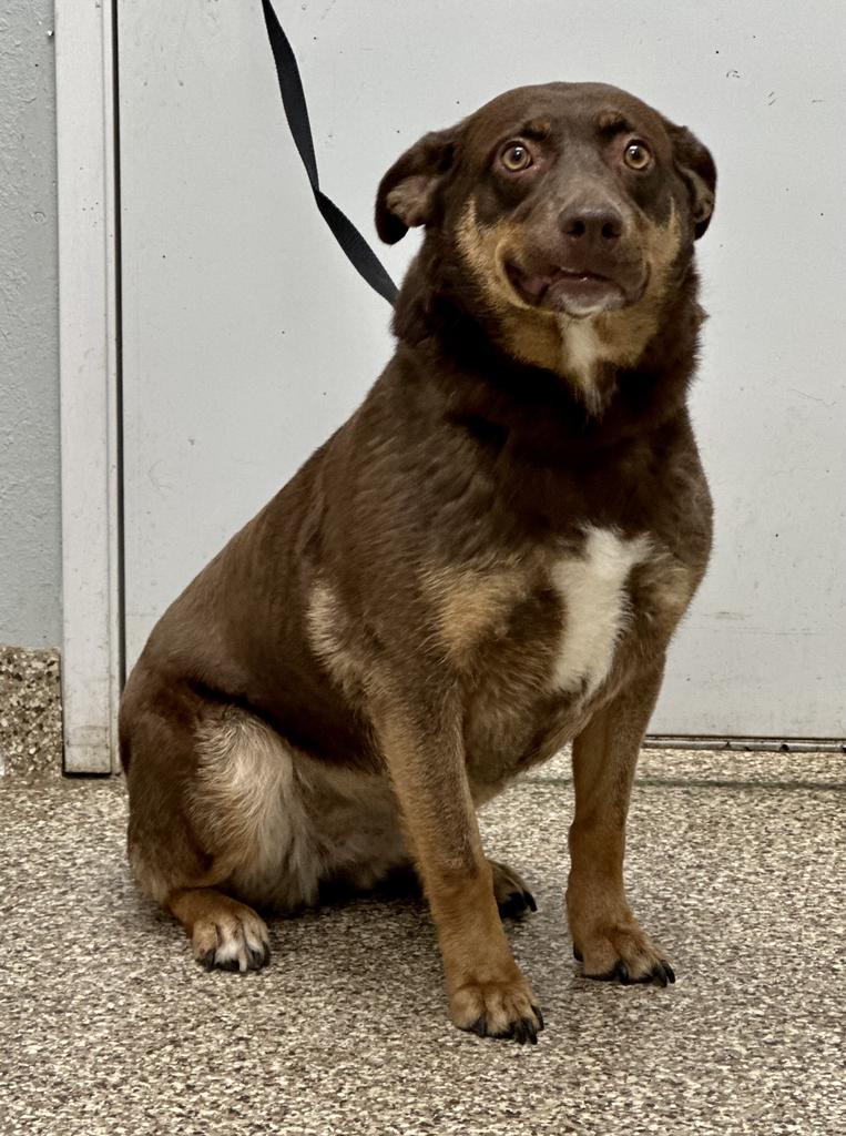 Maggie, an adoptable Australian Shepherd, Australian Cattle Dog / Blue Heeler in Pratt, KS, 67124 | Photo Image 2