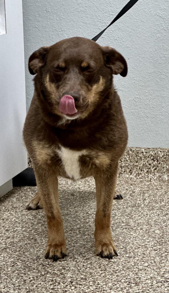 Maggie, an adoptable Australian Shepherd, Australian Cattle Dog / Blue Heeler in Pratt, KS, 67124 | Photo Image 3