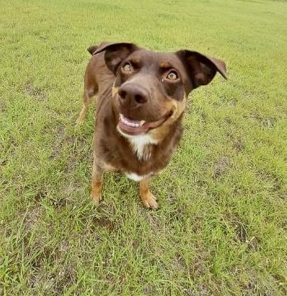 Maggie, an adoptable Australian Shepherd, Australian Cattle Dog / Blue Heeler in Pratt, KS, 67124 | Photo Image 5