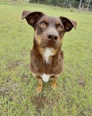 Maggie, an adoptable Australian Shepherd, Australian Cattle Dog / Blue Heeler in Pratt, KS, 67124 | Photo Image 6