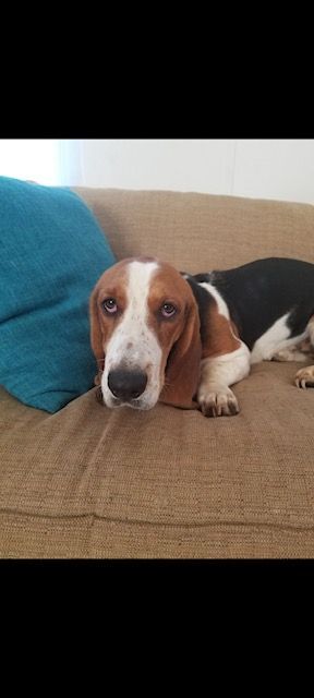 Petfinder best sale basset hound