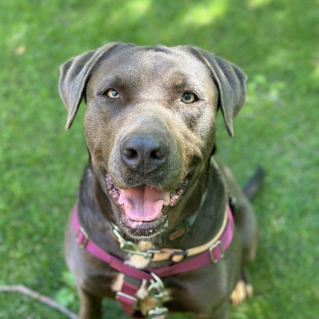 Hope, an adoptable Pit Bull Terrier in Kanab, UT, 84741 | Photo Image 1