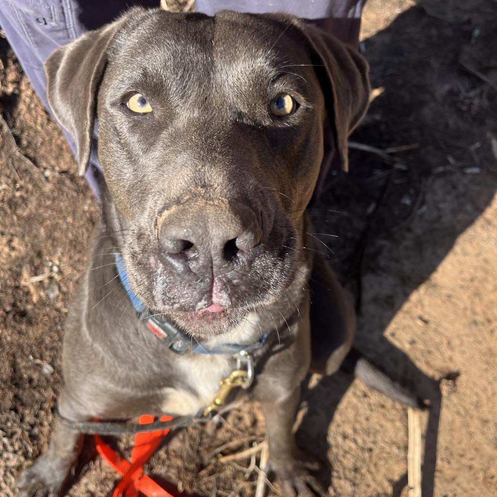 Hope, an adoptable Pit Bull Terrier in Kanab, UT, 84741 | Photo Image 2