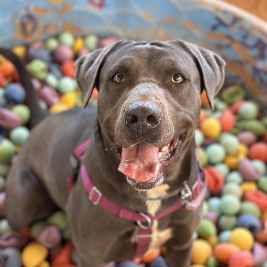 Hope, an adoptable Pit Bull Terrier in Kanab, UT, 84741 | Photo Image 3