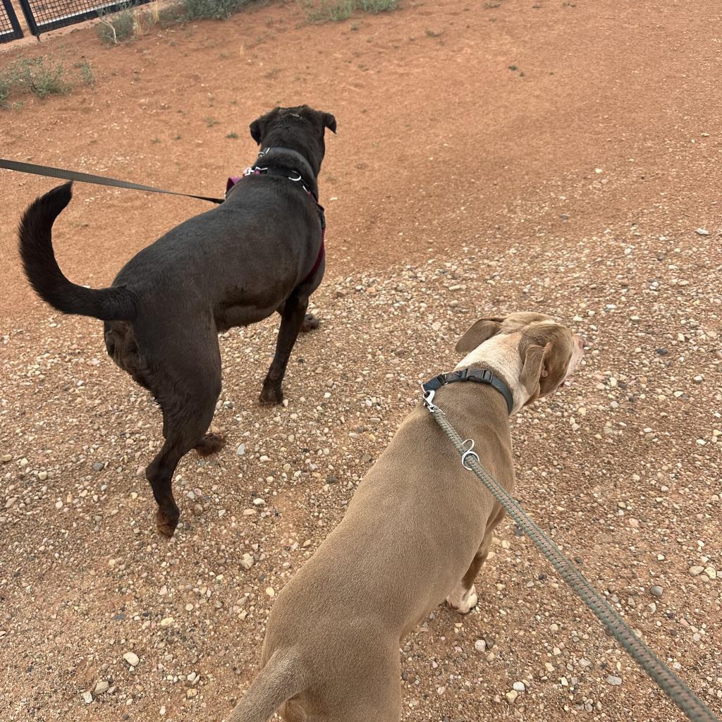 Hope, an adoptable Pit Bull Terrier in Kanab, UT, 84741 | Photo Image 4