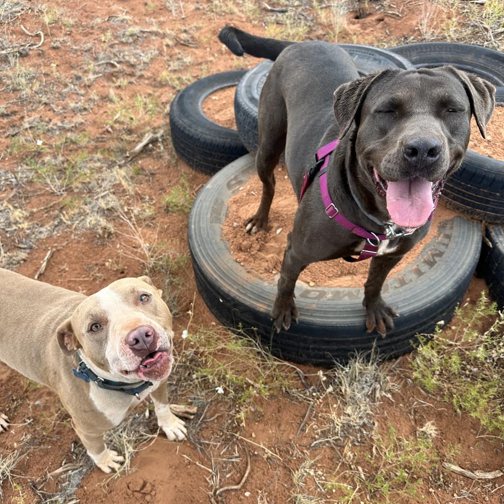 Hope, an adoptable Pit Bull Terrier in Kanab, UT, 84741 | Photo Image 5