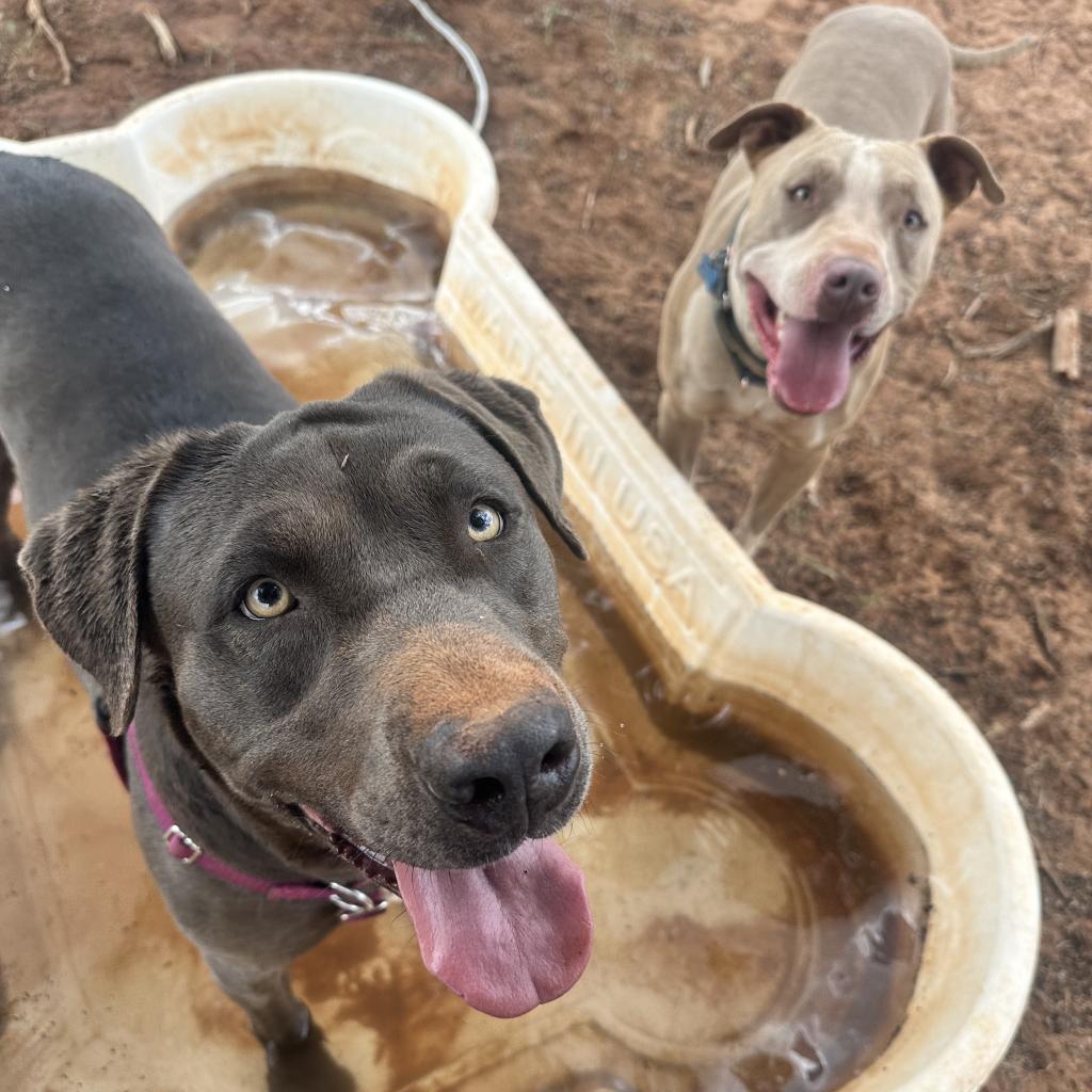 Hope, an adoptable Pit Bull Terrier in Kanab, UT, 84741 | Photo Image 6