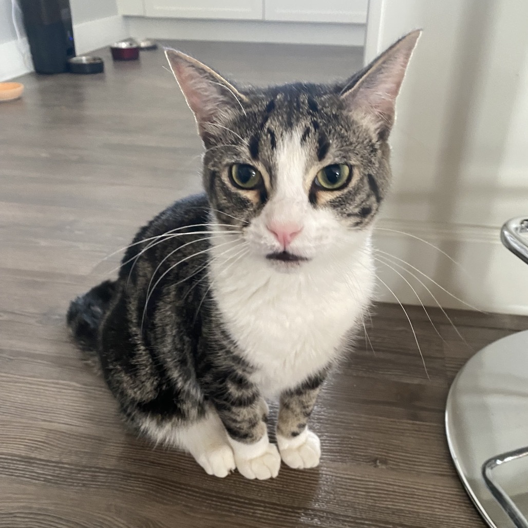 Boo, an adoptable Domestic Short Hair in North Battleford, SK, S9A 2M7 | Photo Image 1