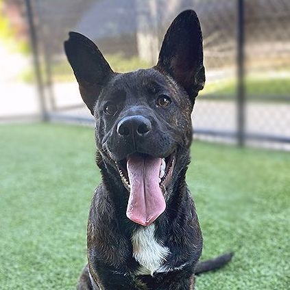 Black lab french sales bulldog mix