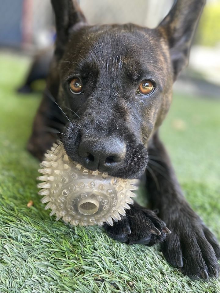 French bulldog best sale and labrador