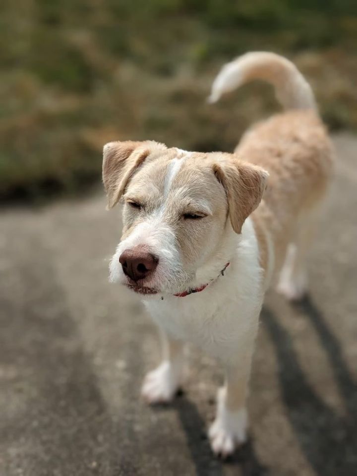 American staffordshire sale terrier poodle mix