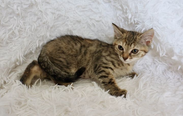 Button, an adoptable Tabby Mix in Saint Augustine, FL_image-2