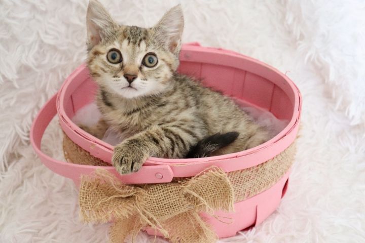 Button, an adoptable Tabby Mix in Saint Augustine, FL_image-1