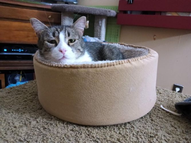 Ryder (FIV+)