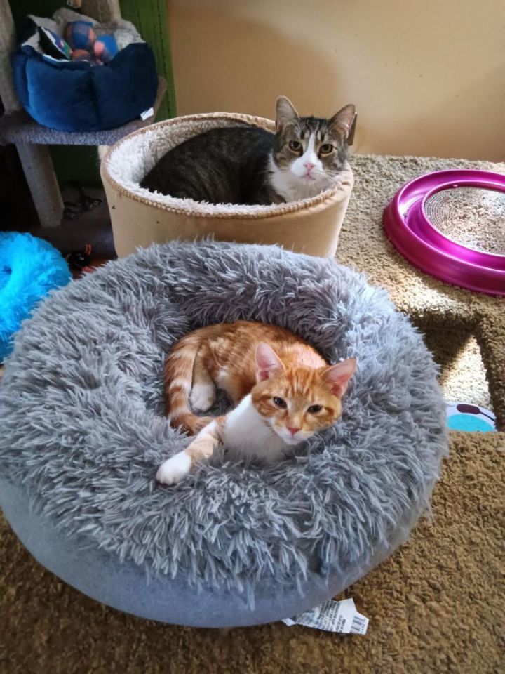Ryder (FIV+) 5