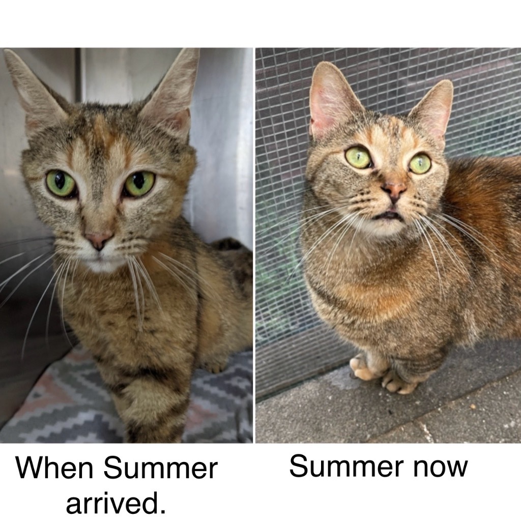 SUMMER, an adoptable Domestic Short Hair in Battle Creek, MI, 49017 | Photo Image 2