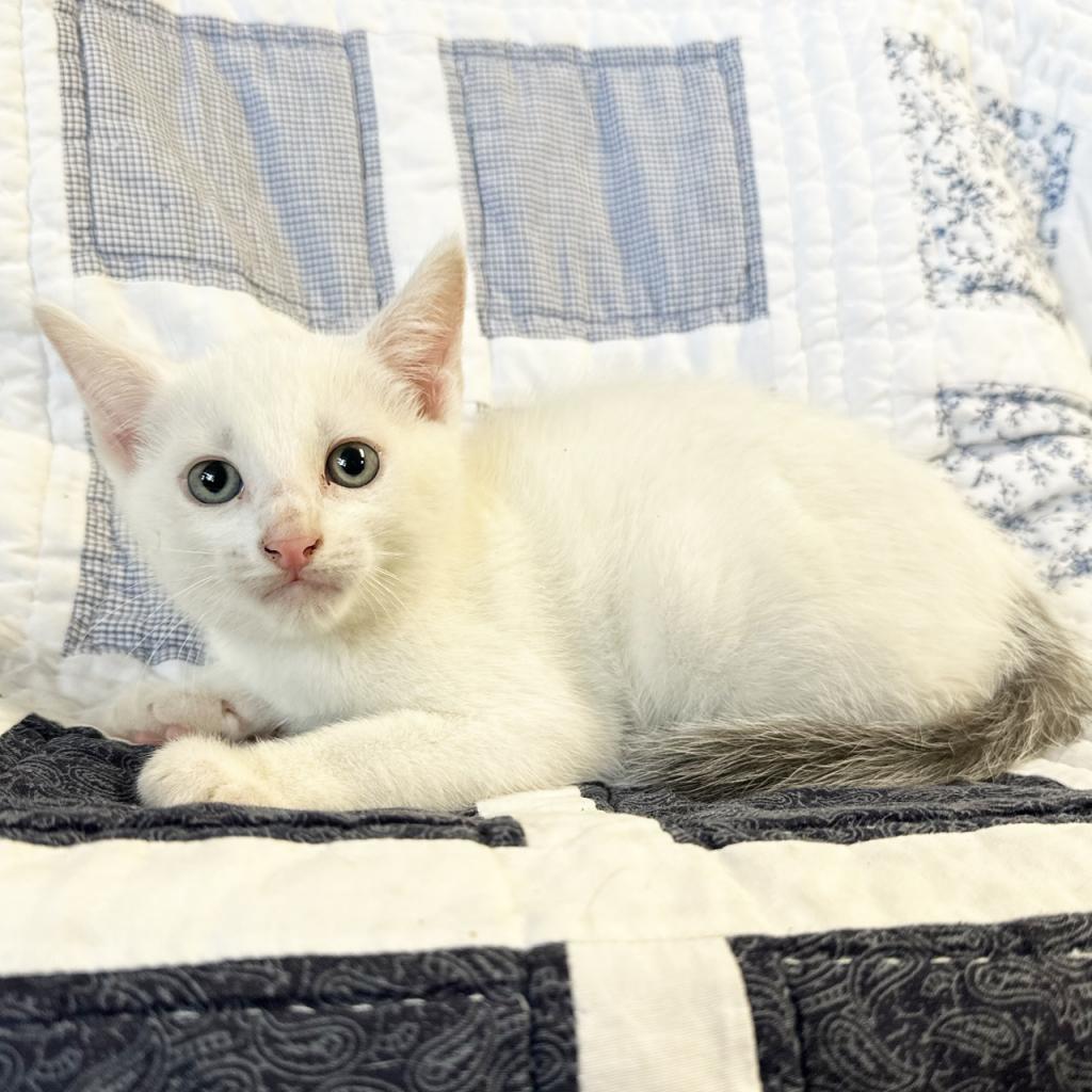 Wonder, an adoptable Domestic Short Hair in Mount Juliet, TN, 37122 | Photo Image 1