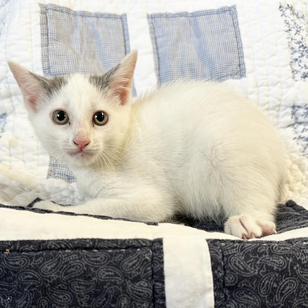 Widget, an adoptable Domestic Short Hair in Mount Juliet, TN, 37122 | Photo Image 1