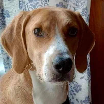 Henry, an adoptable Hound in Raleigh, NC, 27609 | Photo Image 2