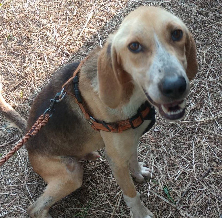 Henry, an adoptable Hound in Raleigh, NC, 27609 | Photo Image 4
