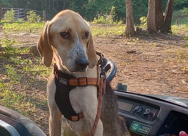 Henry, an adoptable Hound in Raleigh, NC, 27609 | Photo Image 6