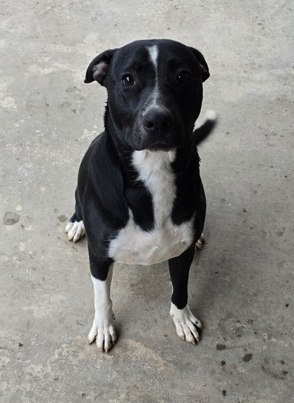 James, an adoptable Retriever, Mixed Breed in Fort Worth, TX, 76102 | Photo Image 1