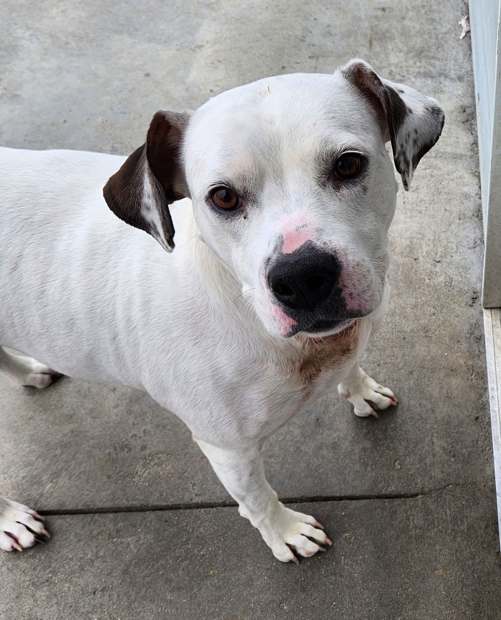 Georgie, an adoptable Pit Bull Terrier in Knoxville, IA, 50138 | Photo Image 1